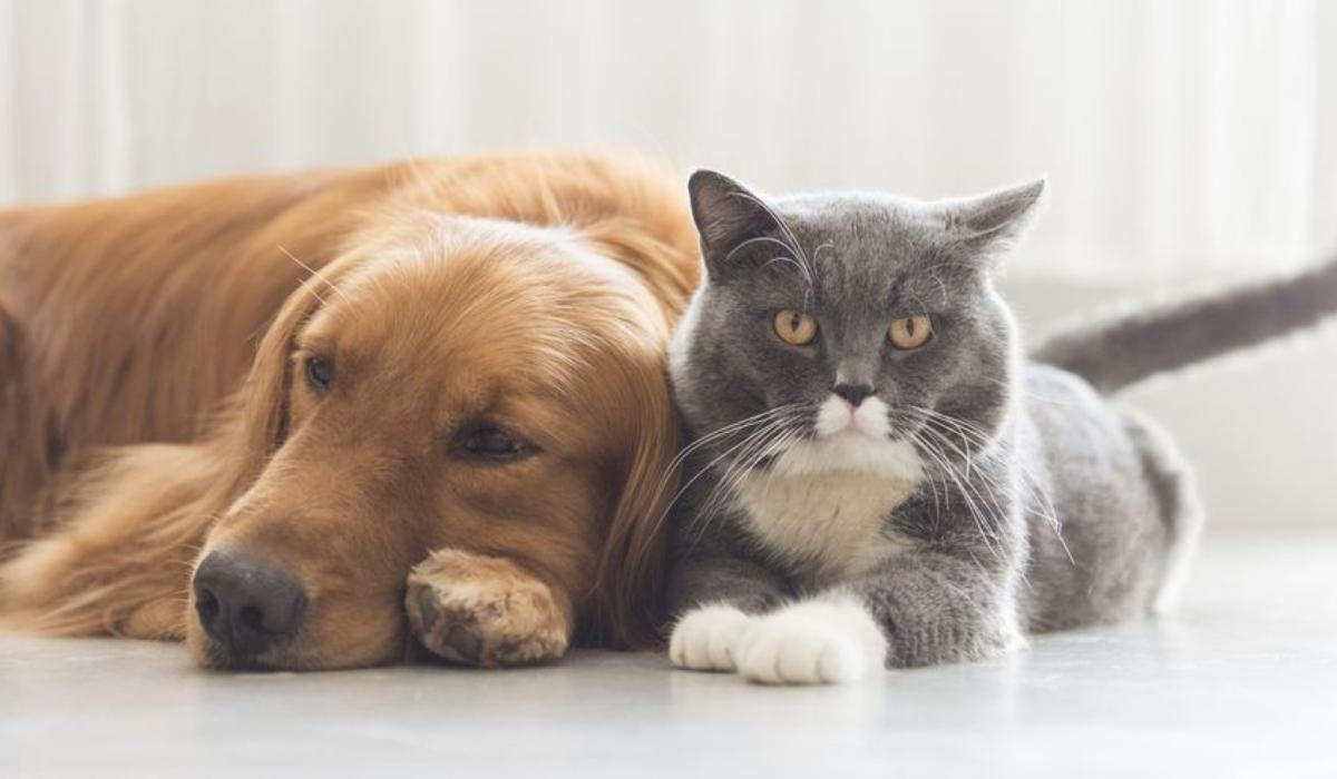 The Ministry of Municipality Launches the Pet Import Permits Service for Hayya Card Holders